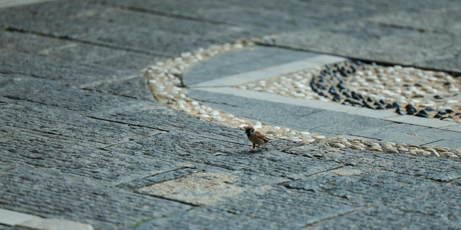 Image 0